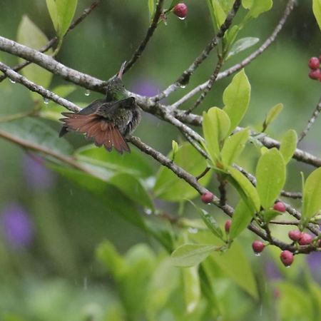 Vila Aves De Tierras Altas Bijagua Exteriér fotografie
