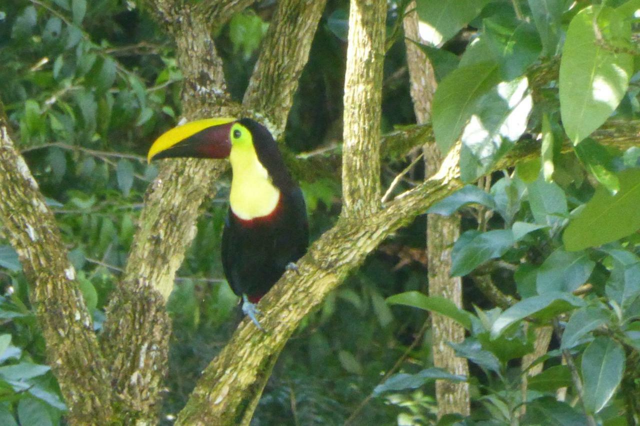 Vila Aves De Tierras Altas Bijagua Exteriér fotografie